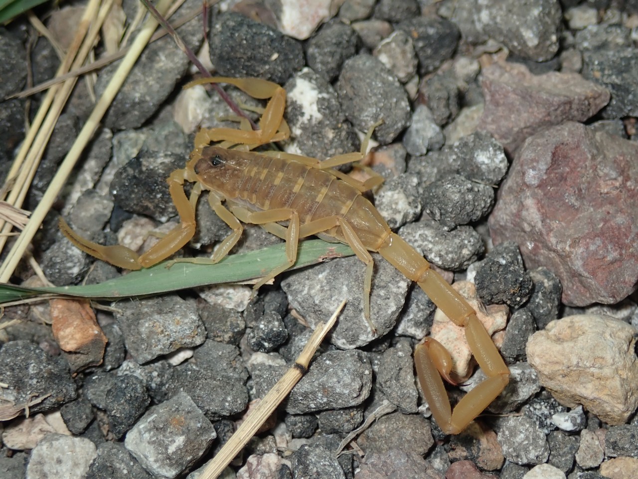 Centruroides vittatus